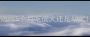 边牧5个月吃成犬还是幼犬