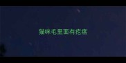 猫咪毛里面有疙瘩