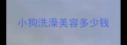 小狗洗澡美容多少钱