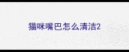 猫咪嘴巴怎么清洁
