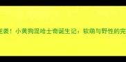 高颜值逆袭小黄狗混哈士奇诞生记软萌与野性的完美碰撞