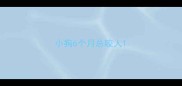 小狗6个月总咬人