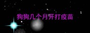 狗狗几个月开打疫苗