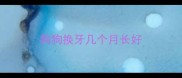 狗狗换牙几个月长好