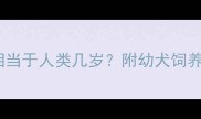 迷你泰迪四个月大相当于人类几岁附幼犬饲养全攻略附视频