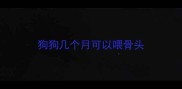 狗狗几个月可以喂骨头