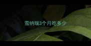 雪纳瑞3个月吃多少