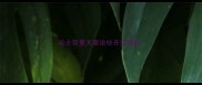 哈士奇夏天要给他开空调吗