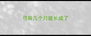 弓背几个月就长成了