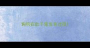 狗狗在肚子里发育过程