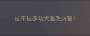 拉布拉多幼犬退毛厉害