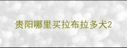 贵阳哪里买拉布拉多犬