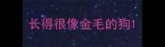 长得很像金毛的狗