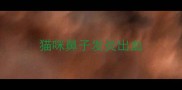 猫咪鼻子发炎出血