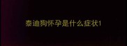 泰迪狗怀孕是什么症状