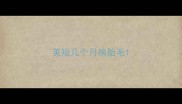 英短几个月换胎毛