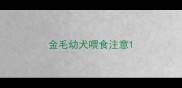 金毛幼犬喂食注意