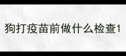 狗打疫苗前做什么检查