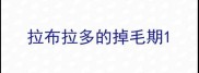 拉布拉多的掉毛期