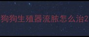 狗狗生殖器流脓怎么治