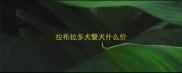 拉布拉多犬警犬什么价
