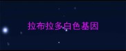 拉布拉多白色基因
