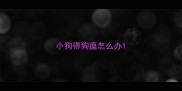 小狗得狗瘟怎么办
