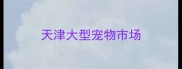 天津大型宠物市场