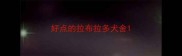 好点的拉布拉多犬舍