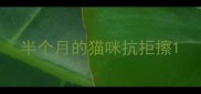 半个月的猫咪抗拒擦