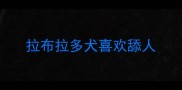 拉布拉多犬喜欢舔人