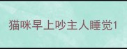 猫咪早上吵主人睡觉