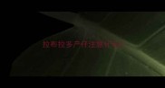 拉布拉多产仔注意什么