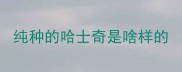 纯种的哈士奇是啥样的