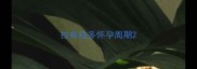 拉布拉多怀孕周期
