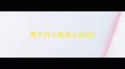 两个月小狗怎么运动