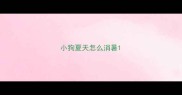 小狗夏天怎么消暑