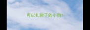 可以扎辫子的小狗