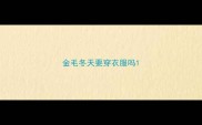 金毛冬天要穿衣服吗