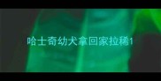 哈士奇幼犬拿回家拉稀