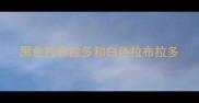 黑色拉布拉多和白色拉布拉多