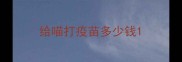 给喵打疫苗多少钱