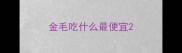金毛吃什么最便宜
