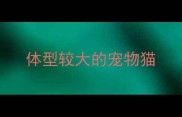 体型较大的宠物猫