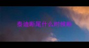 泰迪断尾什么时候断