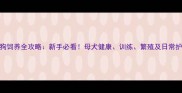 泰迪母狗饲养全攻略新手必看母犬健康训练繁殖及日常护理要点