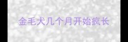 金毛犬几个月开始疯长