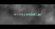 两个月哈士奇狗狗喂几遍