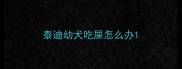 泰迪幼犬吃屎怎么办