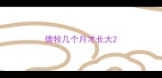 德牧几个月才长大